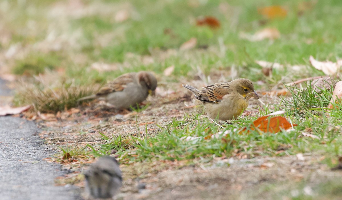 Dickcissel - ML645732844