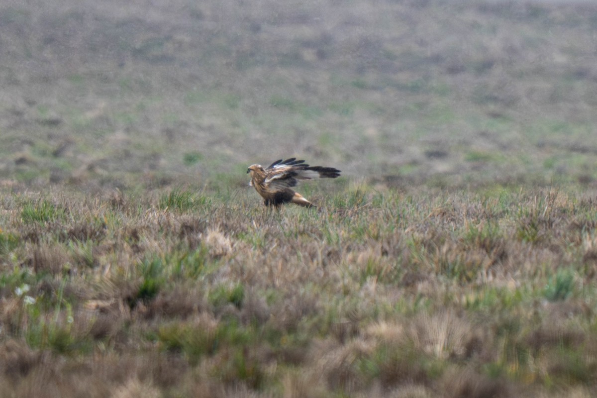 Rough-legged Hawk - ML645732847