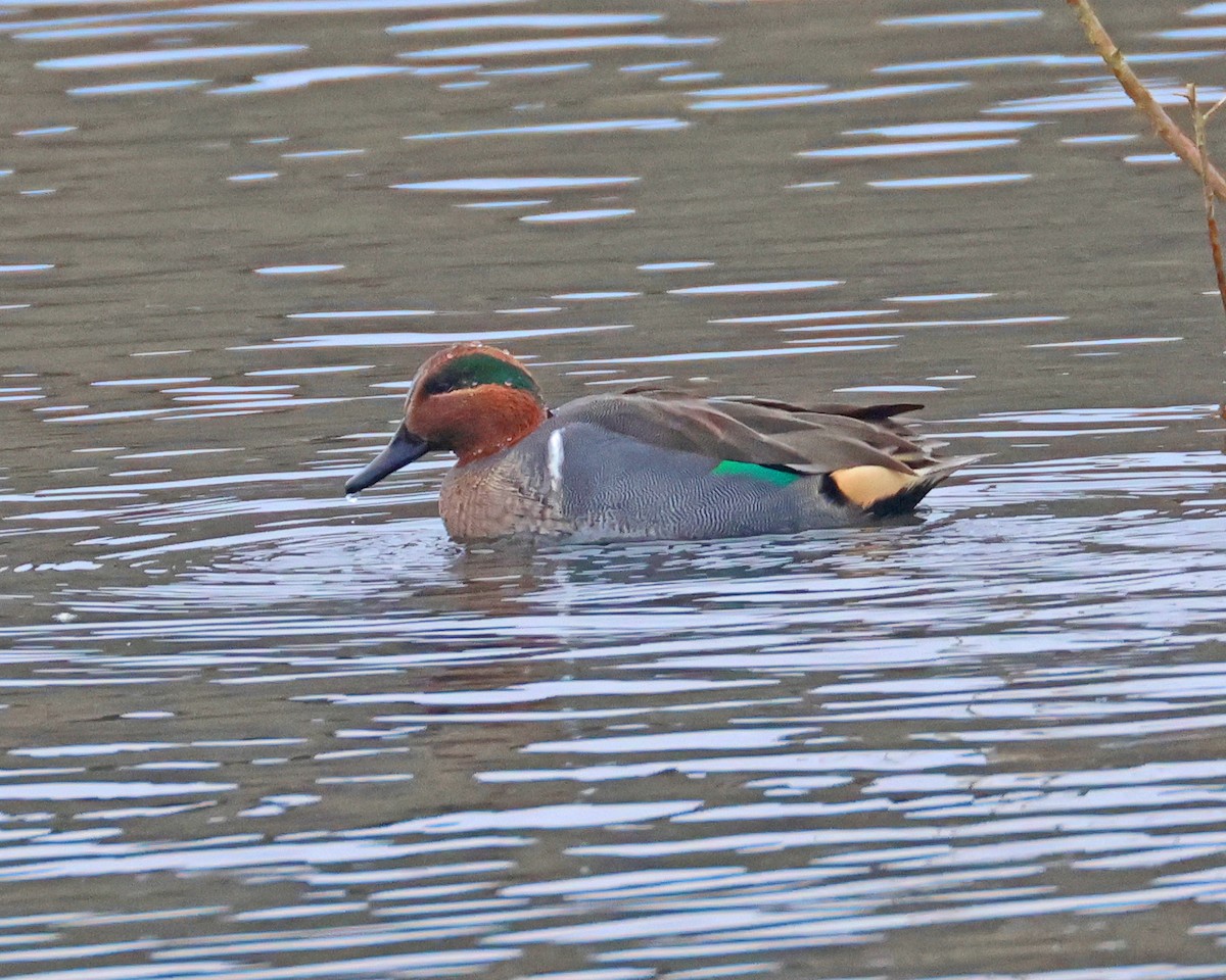 Green-winged Teal - ML645732856