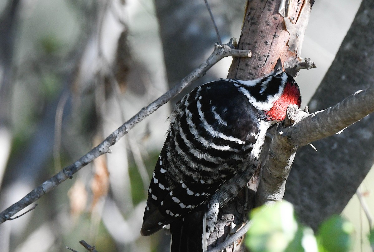 Pico de Nuttall - ML645732857