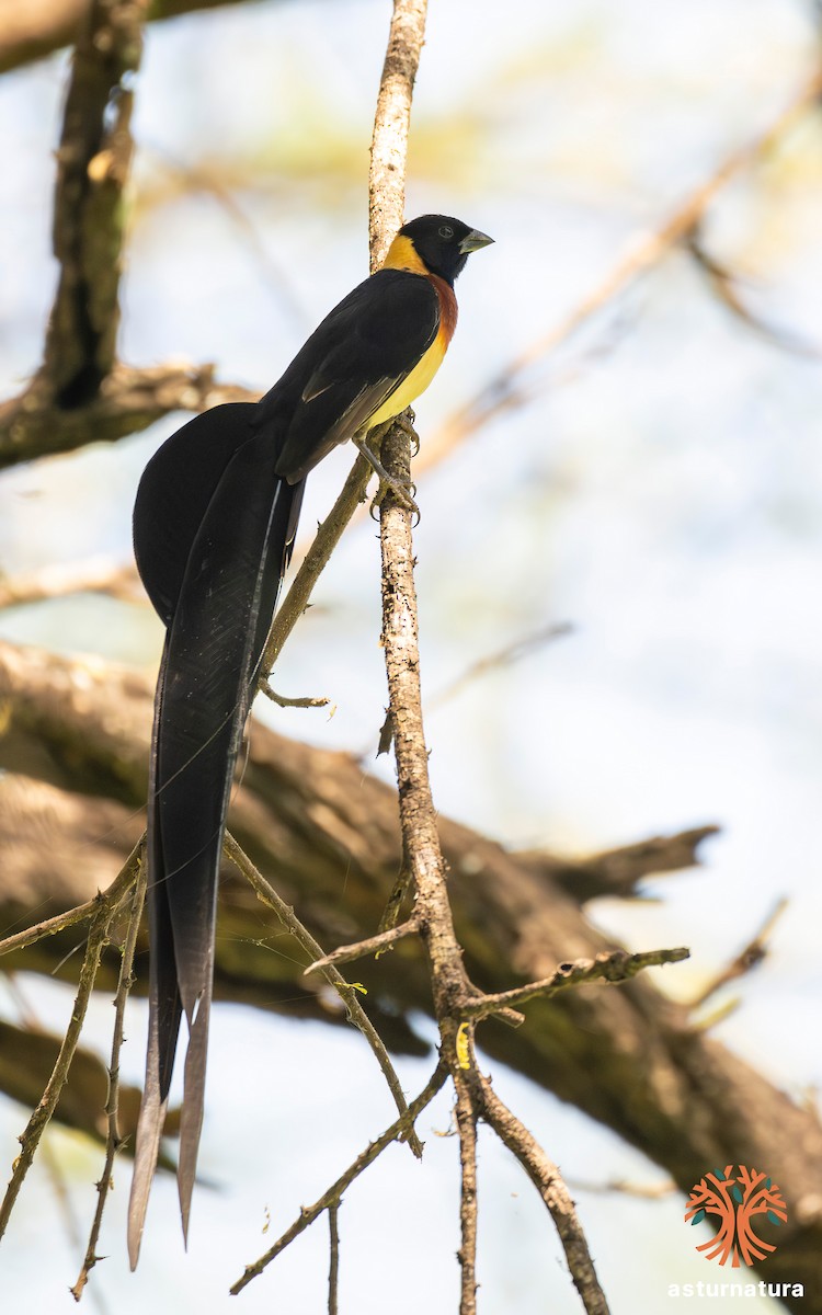 Eastern Paradise-Whydah - ML645732859