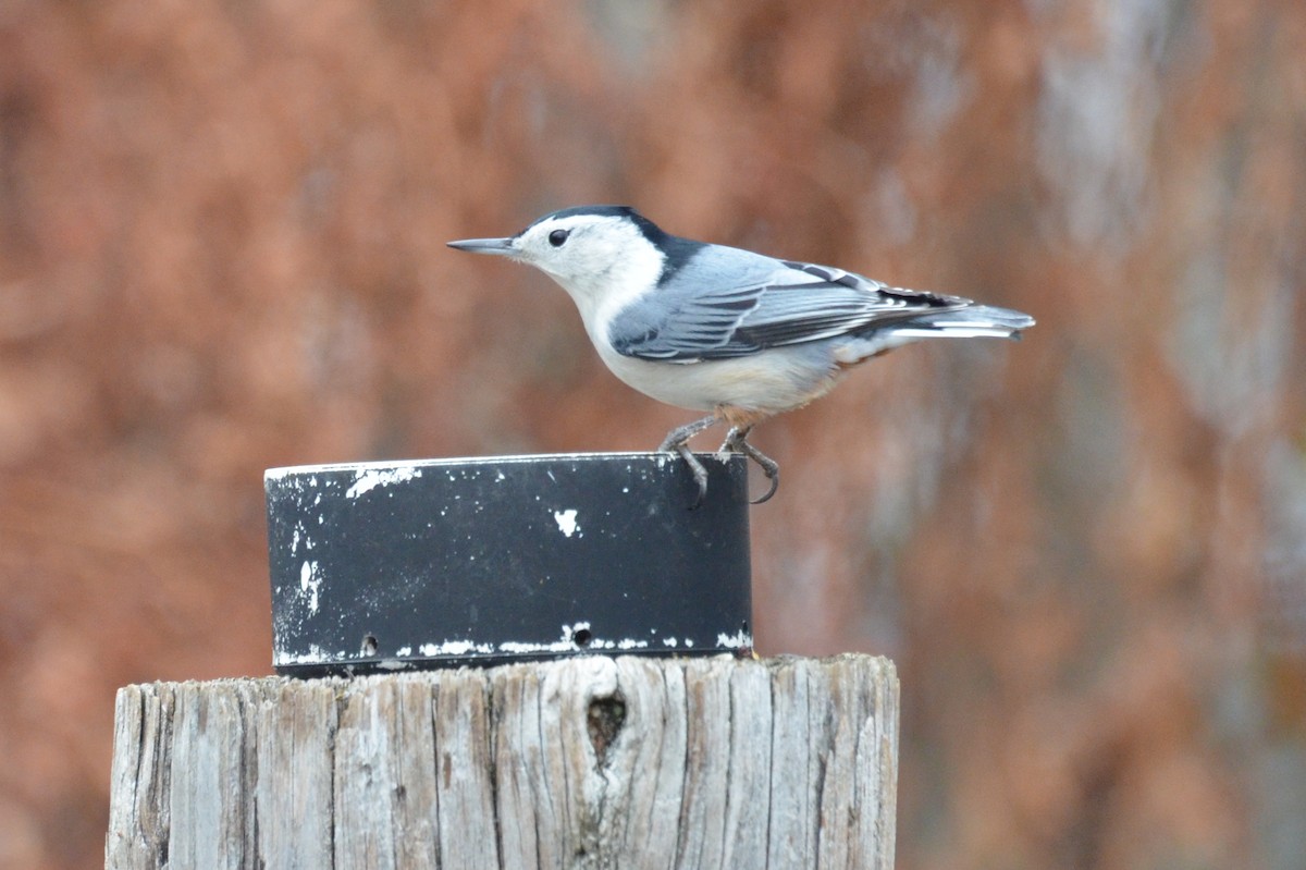 White-breasted Nuthatch - ML645732862