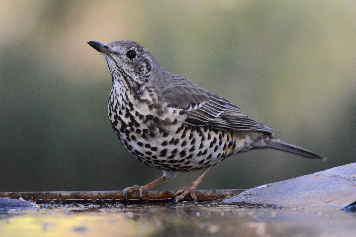 槲鶇 - ML645732872