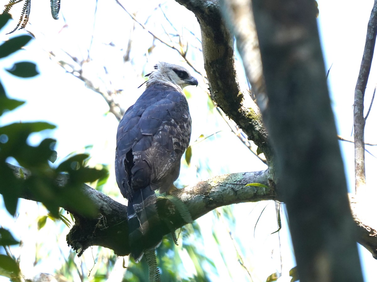 Crested Eagle - ML645732874