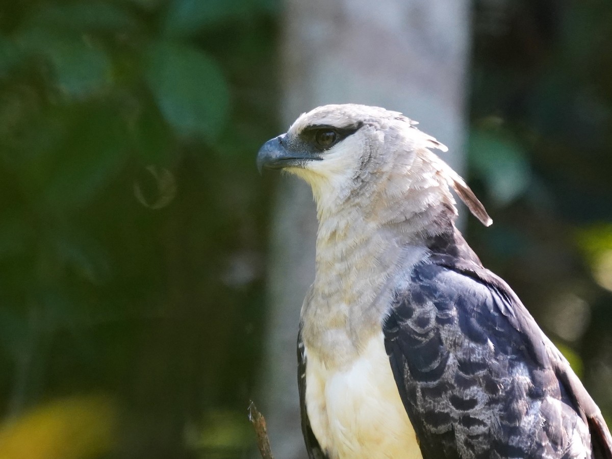 Crested Eagle - ML645732875
