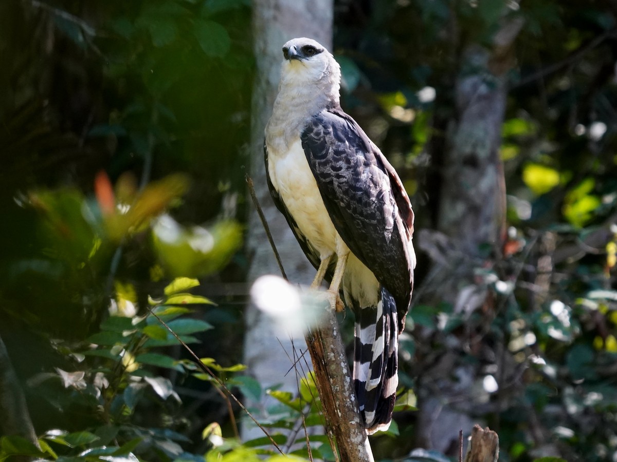 Crested Eagle - ML645732877