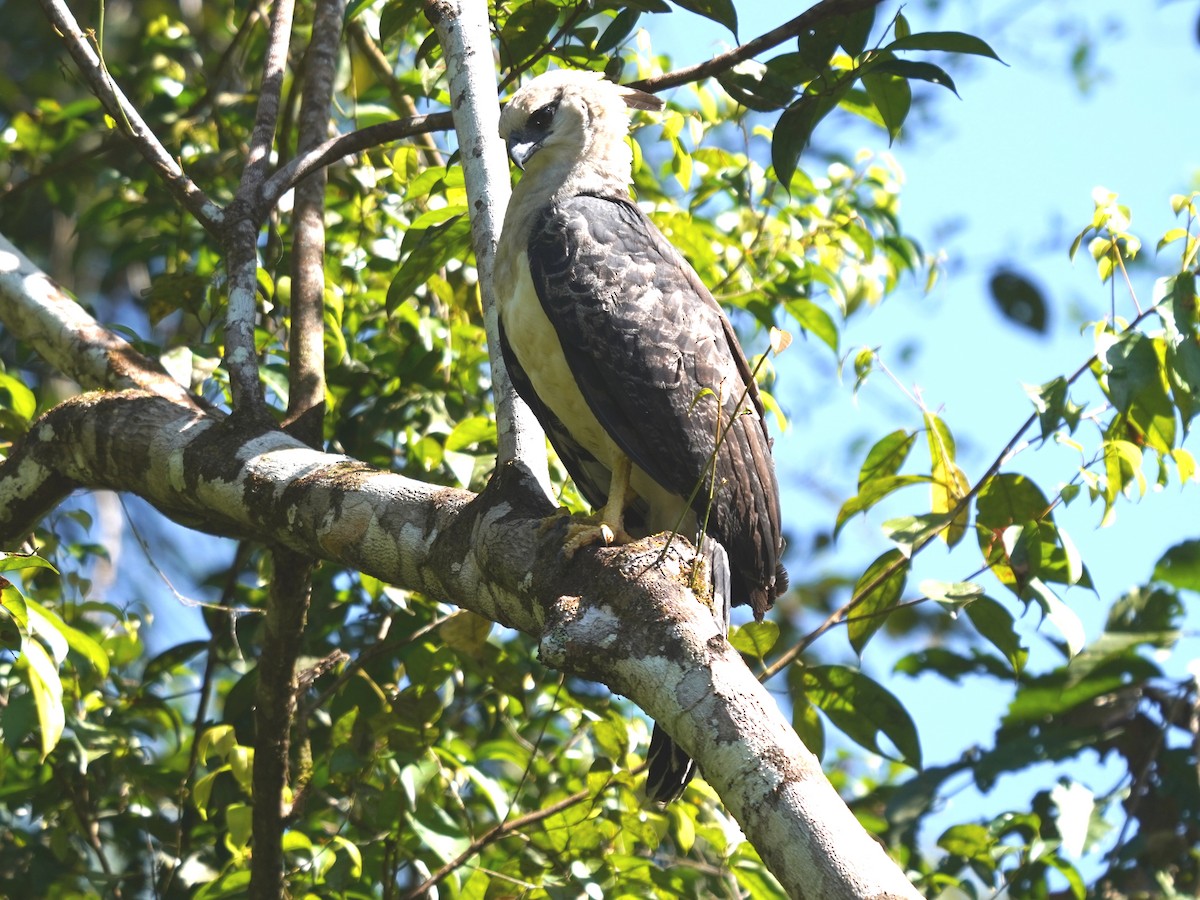 Crested Eagle - ML645732878