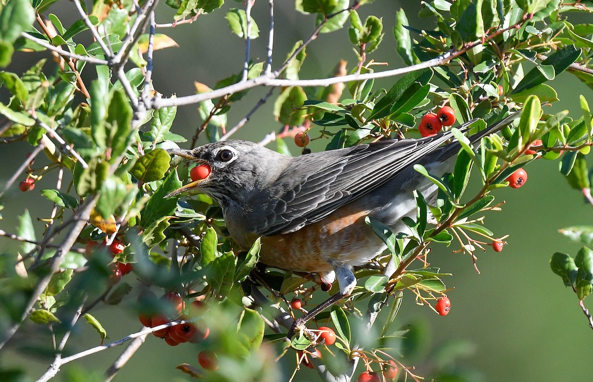 Zorzal Americano - ML645732887