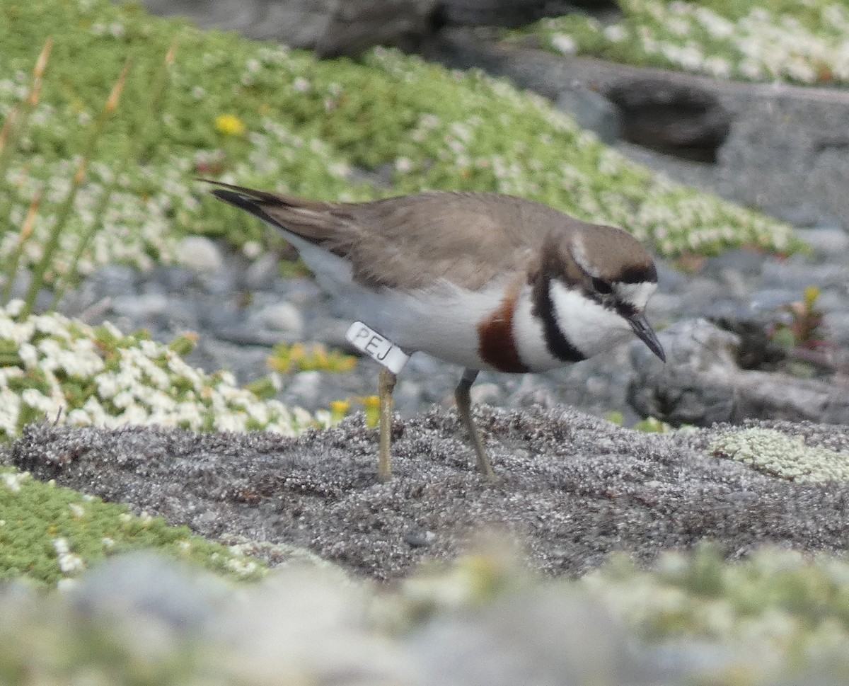 Double-banded Plover - ML645732894