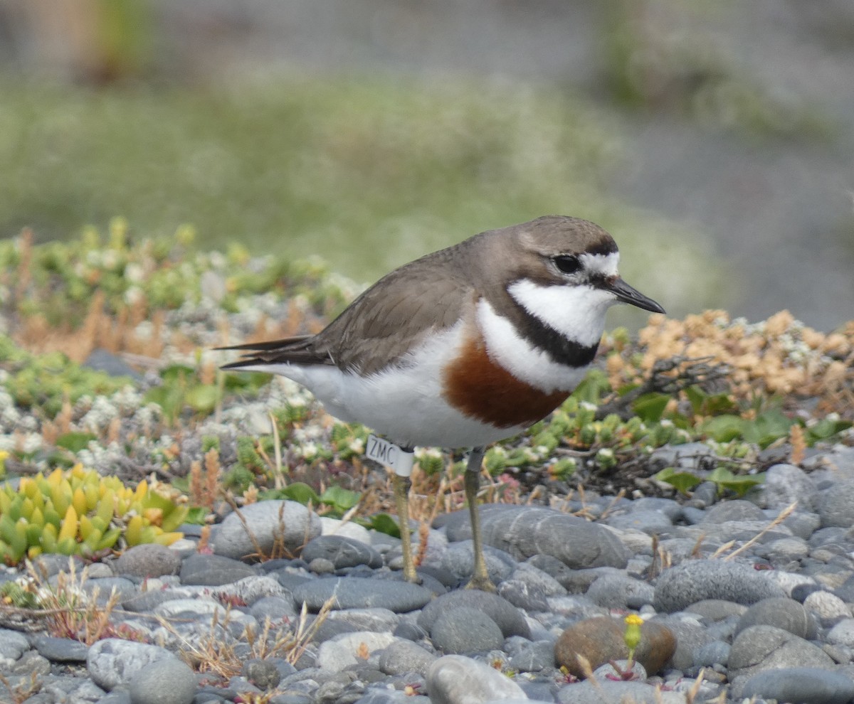 Double-banded Plover - ML645732895