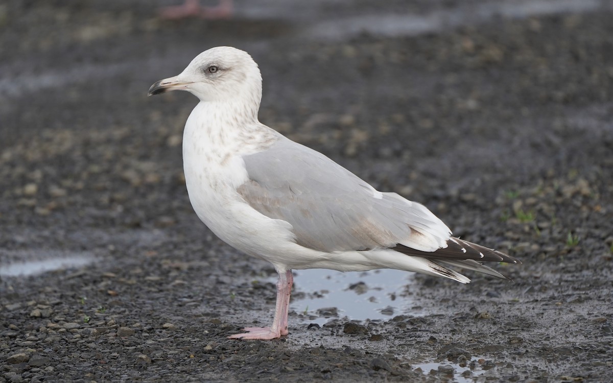 アイスランドカモメ（亜種 カナダカモメ） - ML645732897