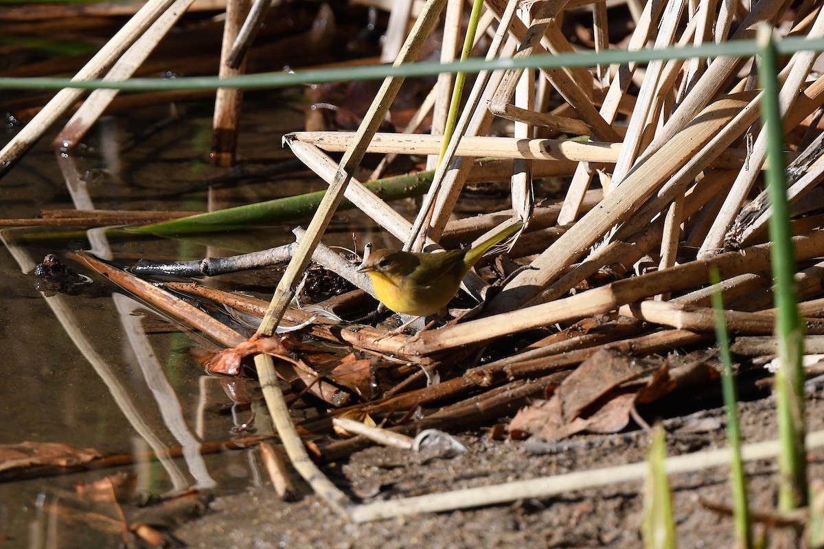 Mascarita Común - ML645732903