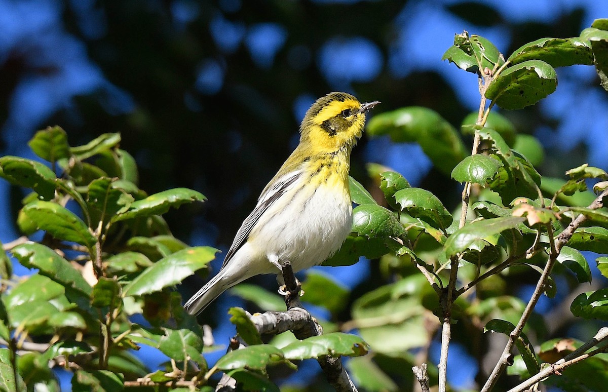 Reinita de Townsend - ML645732946