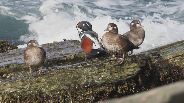 Palyaço Ördeği - ML645732947