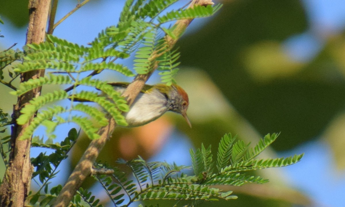 Dark-necked Tailorbird - ML645732953