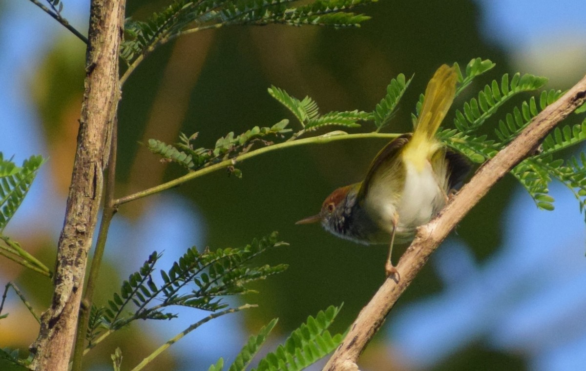 Dark-necked Tailorbird - ML645732954