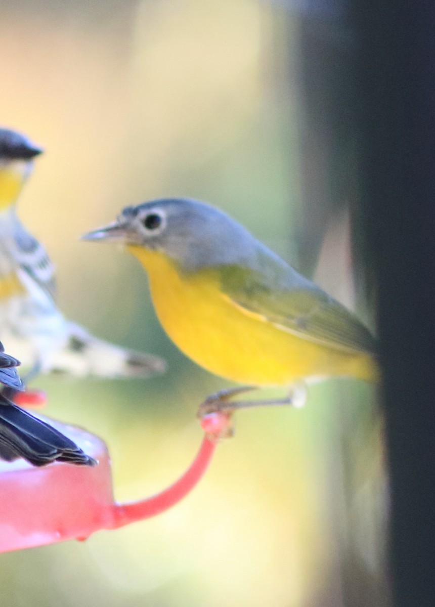 Nashville Warbler - ML645732960