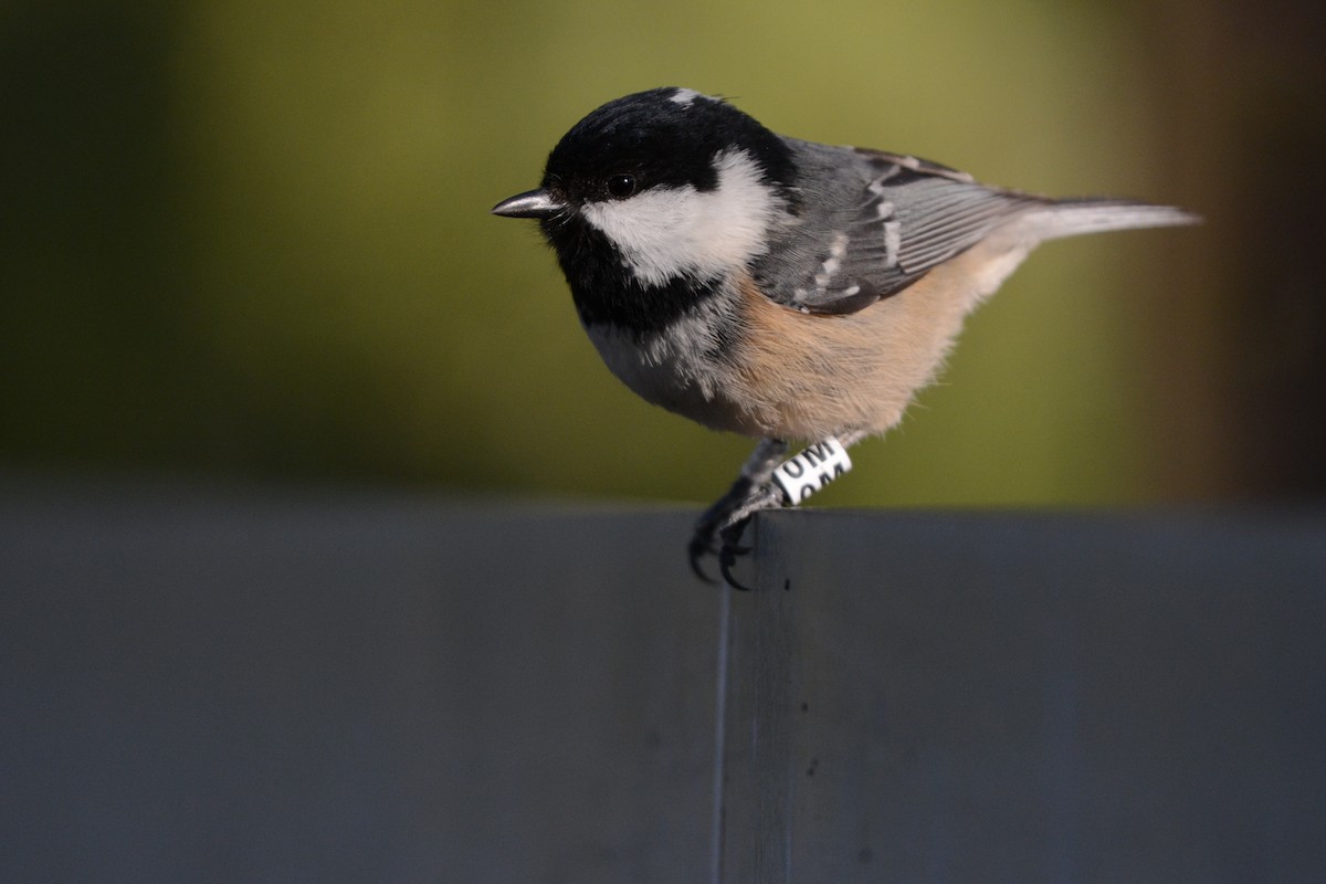 Синиця чорна - ML645732971