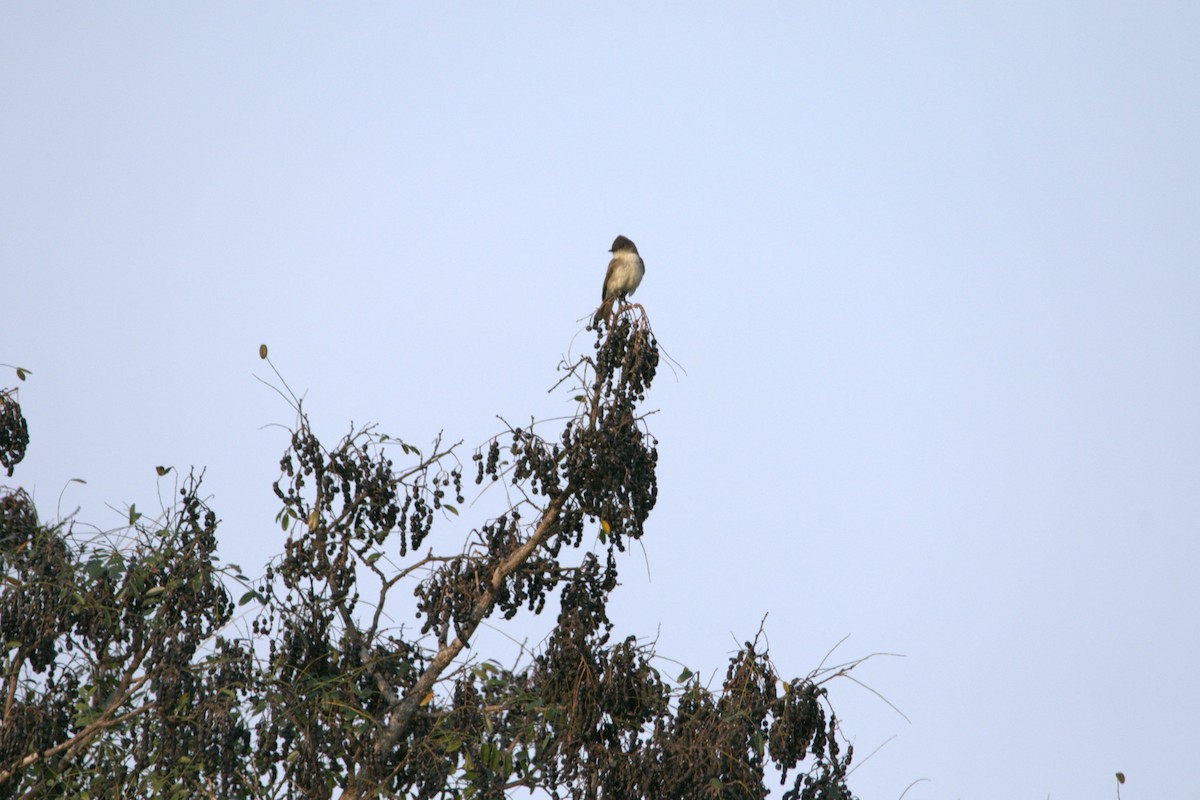 Феб буроспинний - ML645732973