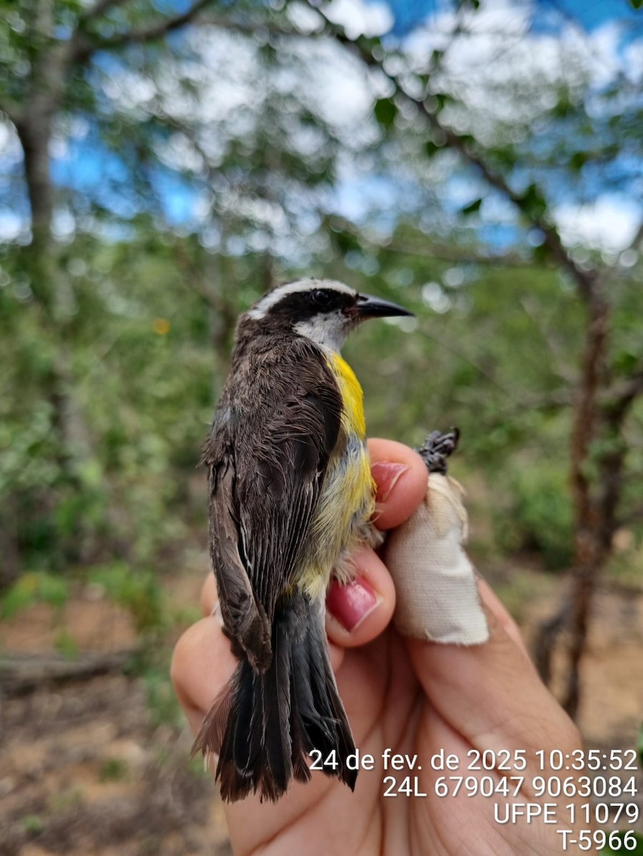 Bananaquit - ML645732976