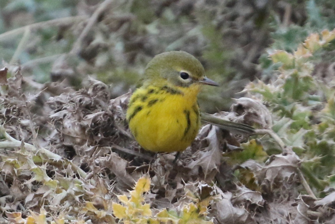 Prairie Warbler - ML645732978