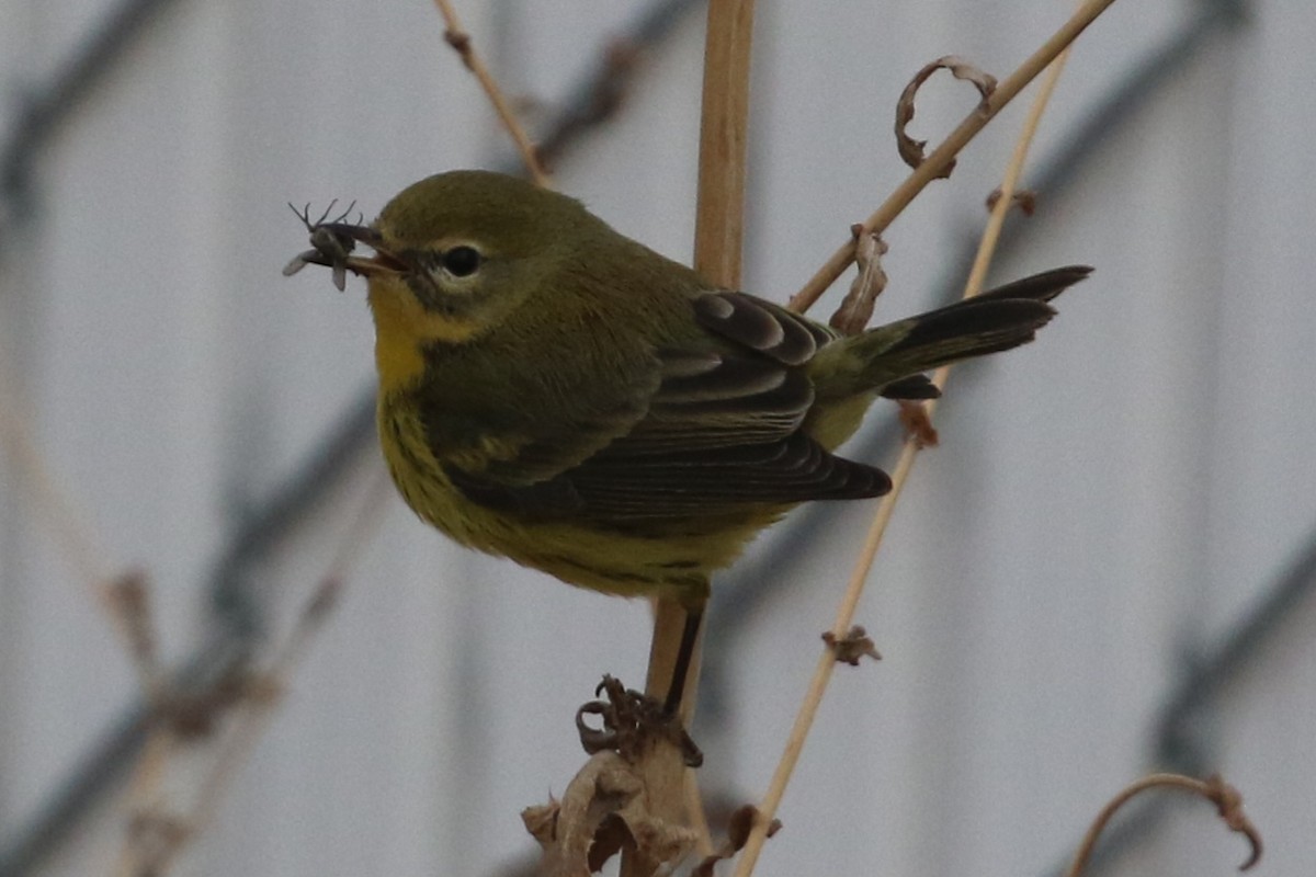 Prairie Warbler - ML645732979