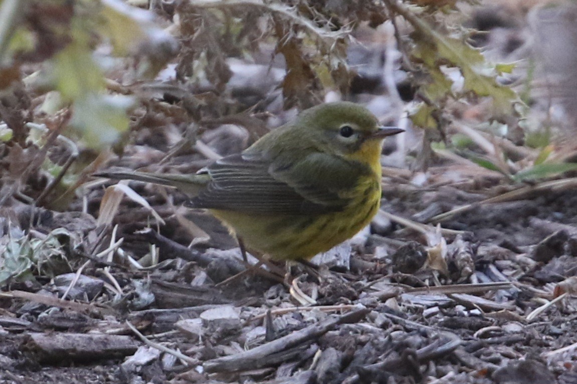 Prairie Warbler - ML645732980