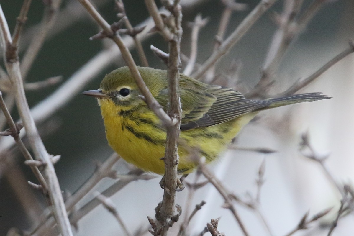 Prairie Warbler - ML645732981