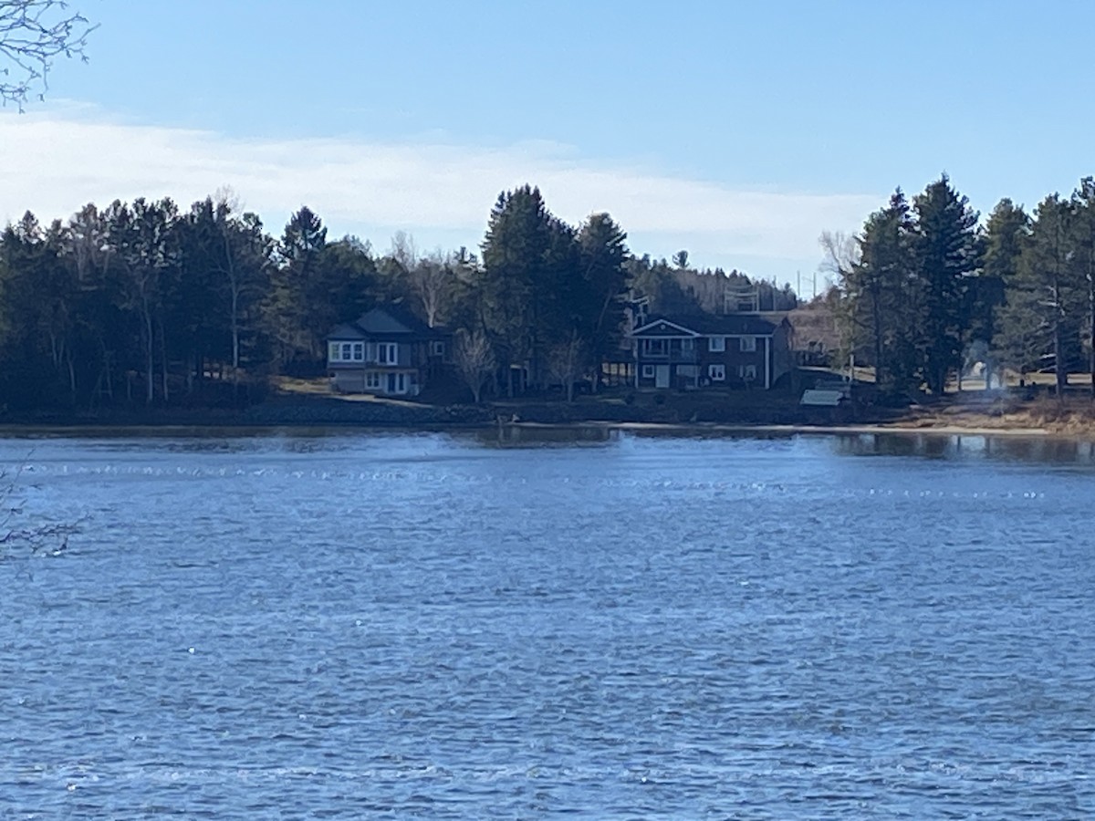 Bonaparte's Gull - ML645732983
