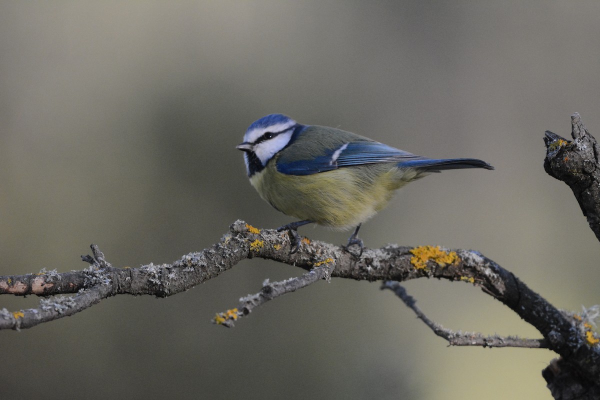 Eurasian Blue Tit - ML645732984