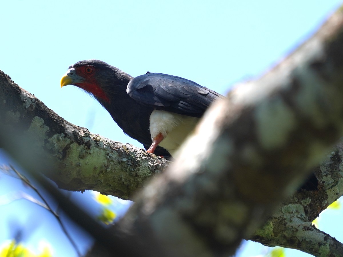 Red-throated Caracara - ML645732985