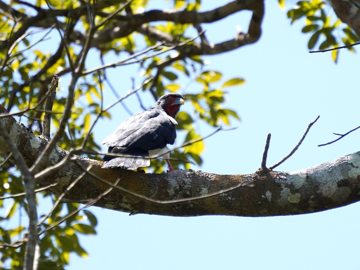 Red-throated Caracara - ML645732986