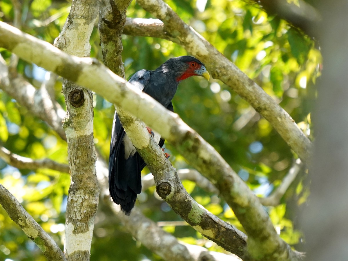 Red-throated Caracara - ML645732987