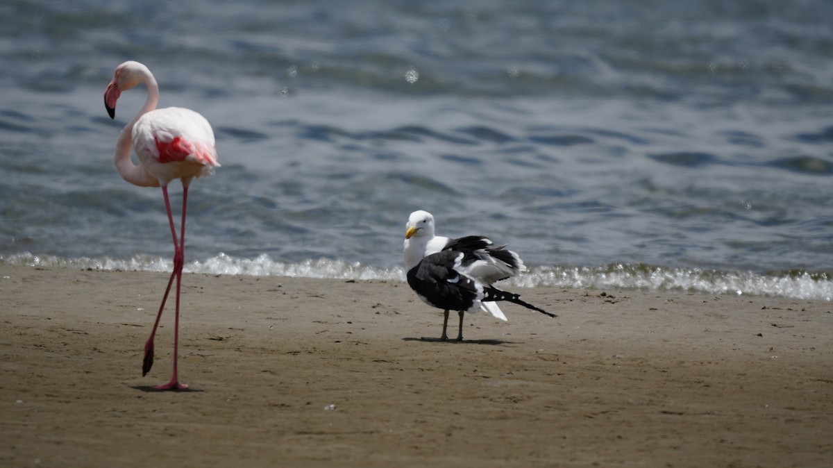 Kelp Gull - ML645732989