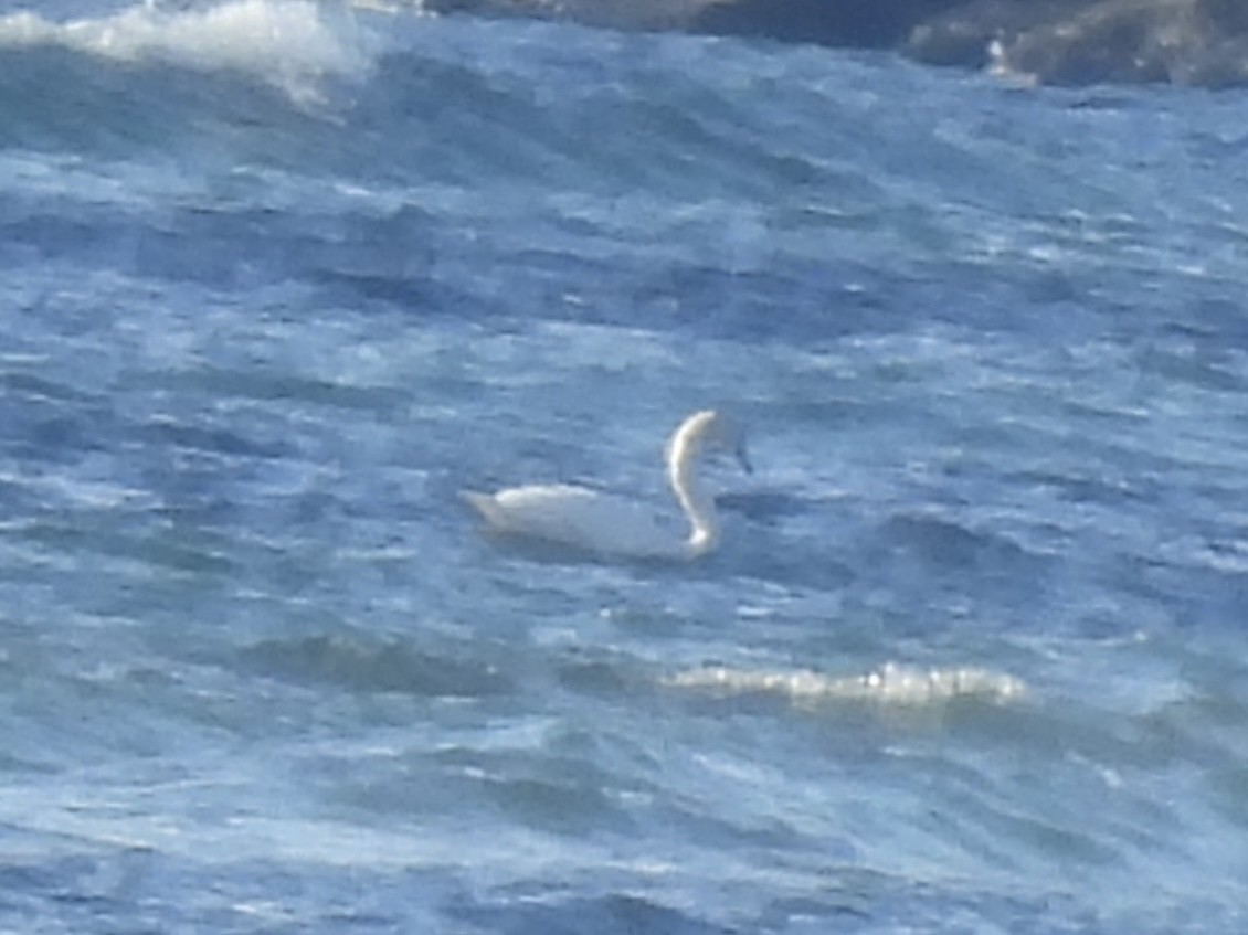 Mute Swan - ML645732990