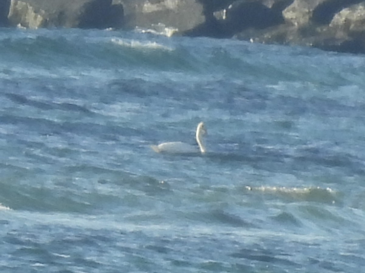 Mute Swan - ML645732991