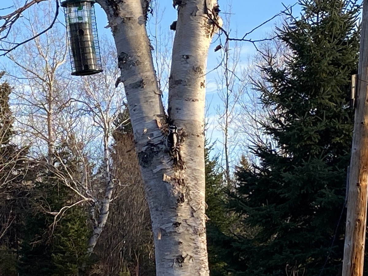 Hairy Woodpecker - ML645732992
