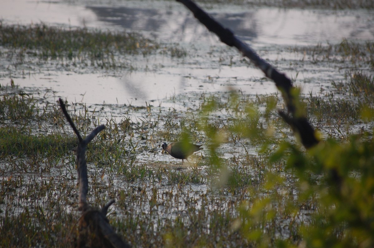 Bronze-winged Jacana - ML645732993