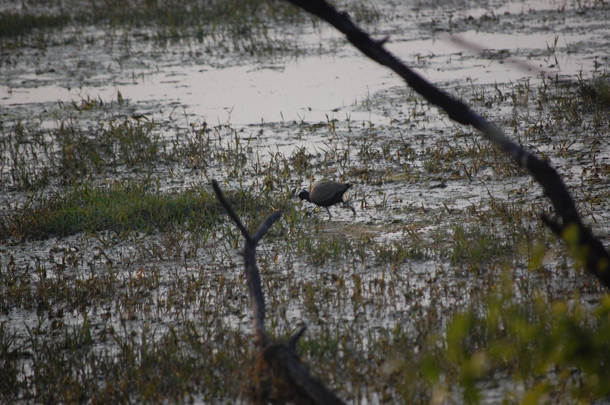 Bronze-winged Jacana - ML645732994