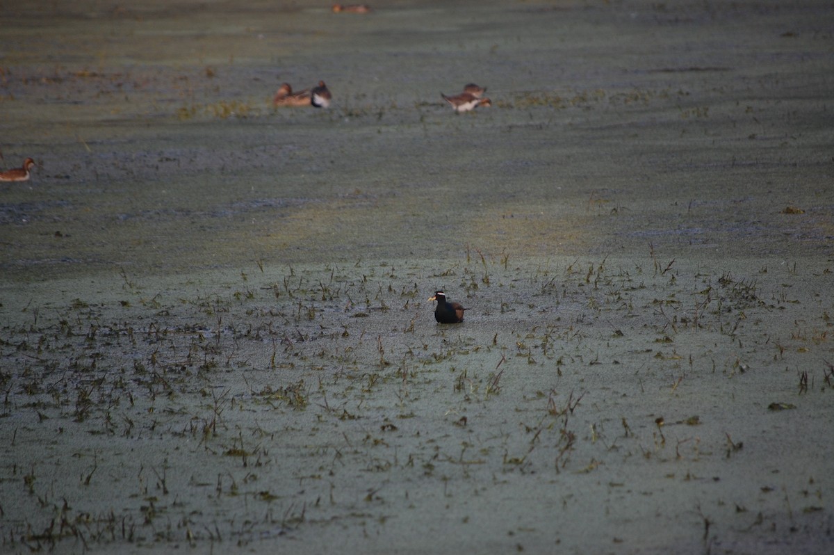 Bronze-winged Jacana - ML645732995