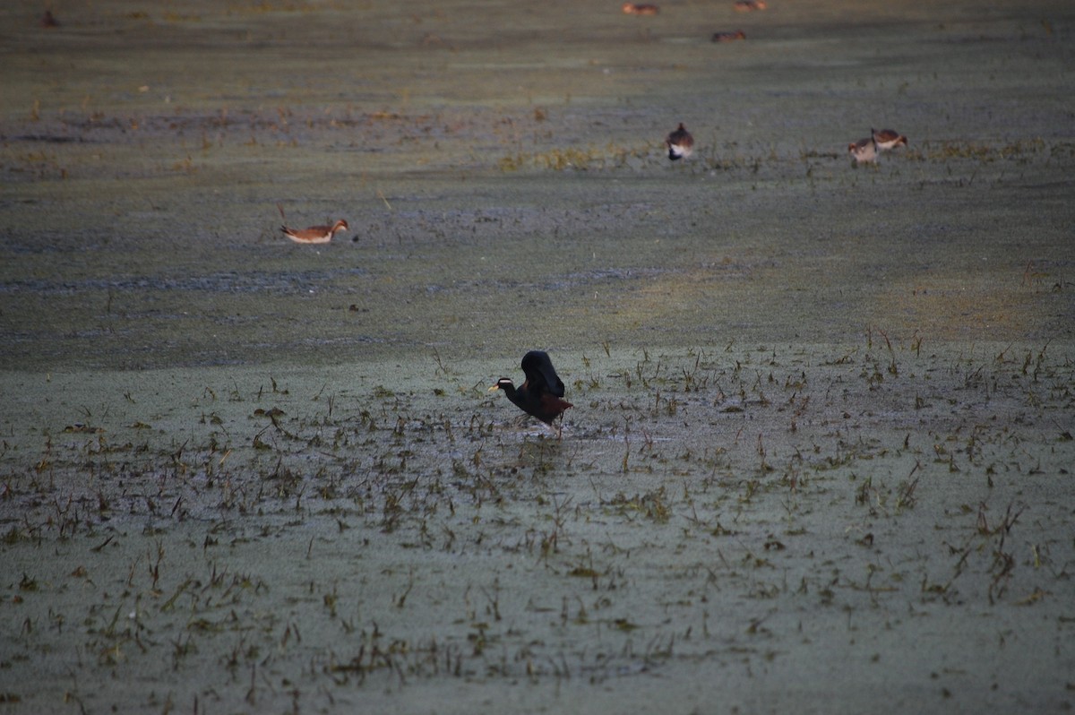 Бронзовокрылая якана - ML645732996