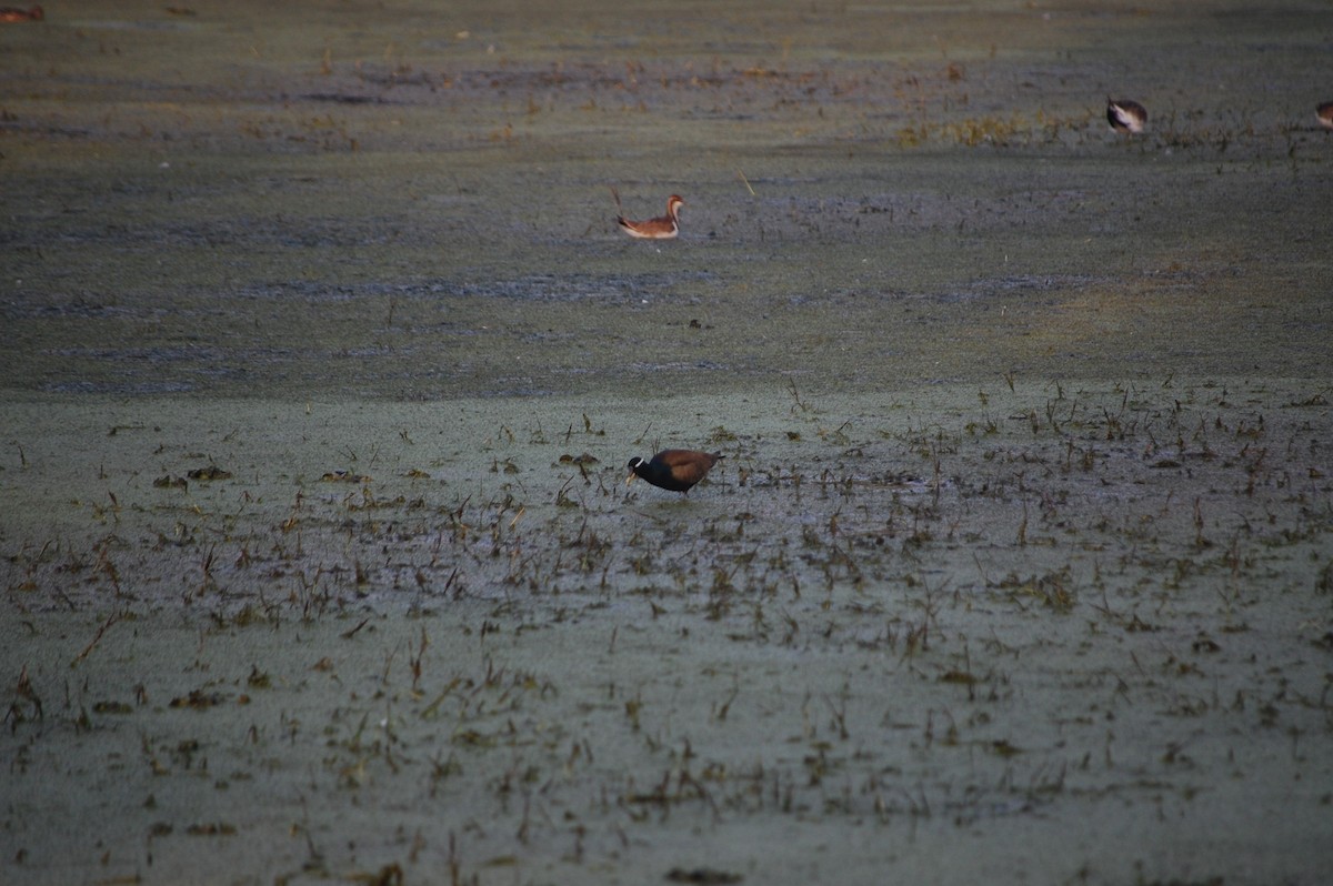 Bronze-winged Jacana - ML645732997