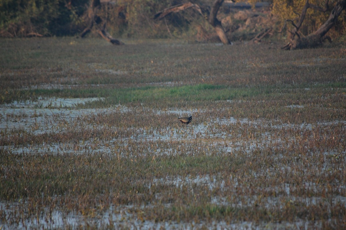 Bronze-winged Jacana - ML645732998