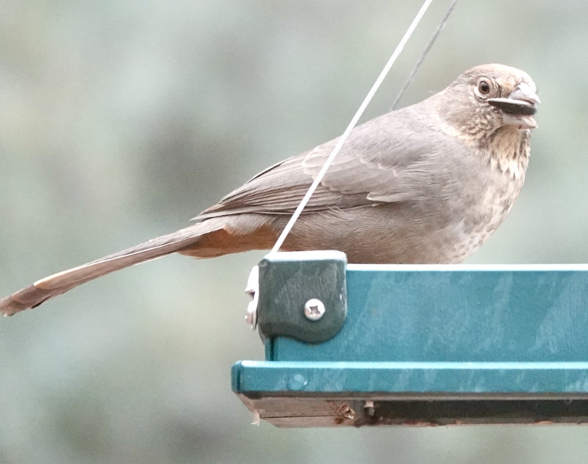 Canyon Towhee - ML645733000