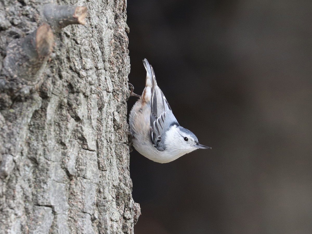 White-breasted Nuthatch - ML645733001