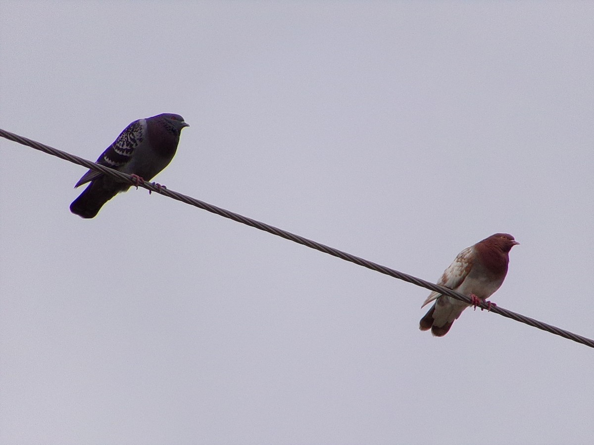 Rock Pigeon (Feral Pigeon) - ML645733003