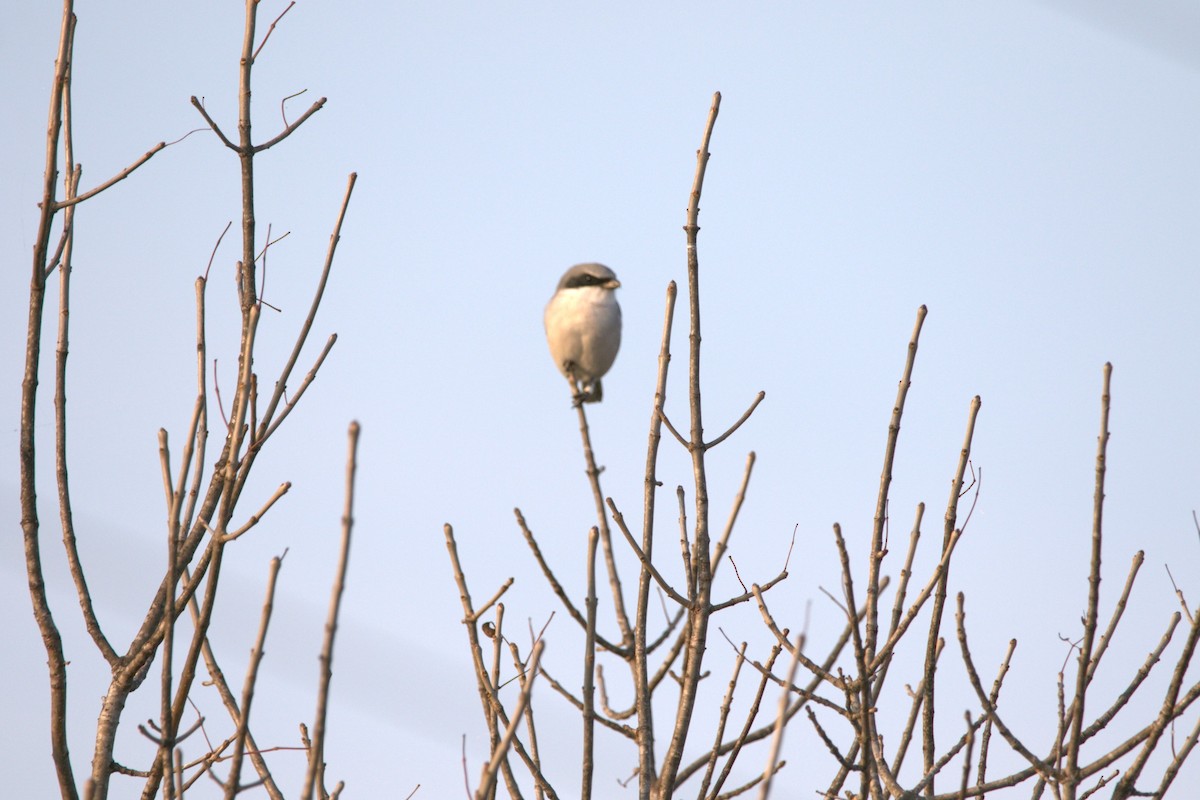 Loggerhead Shrike - ML645733006
