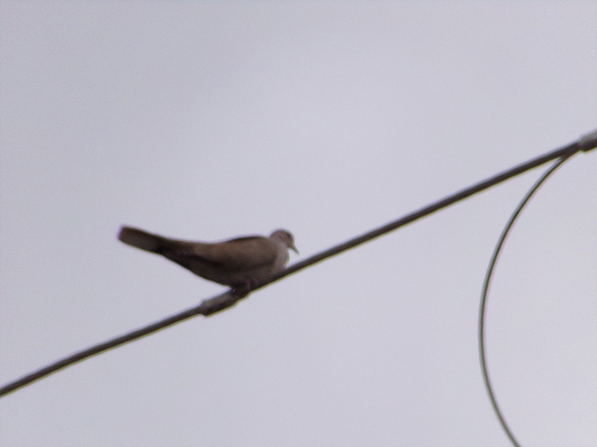 Eurasian Collared-Dove - ML645733007