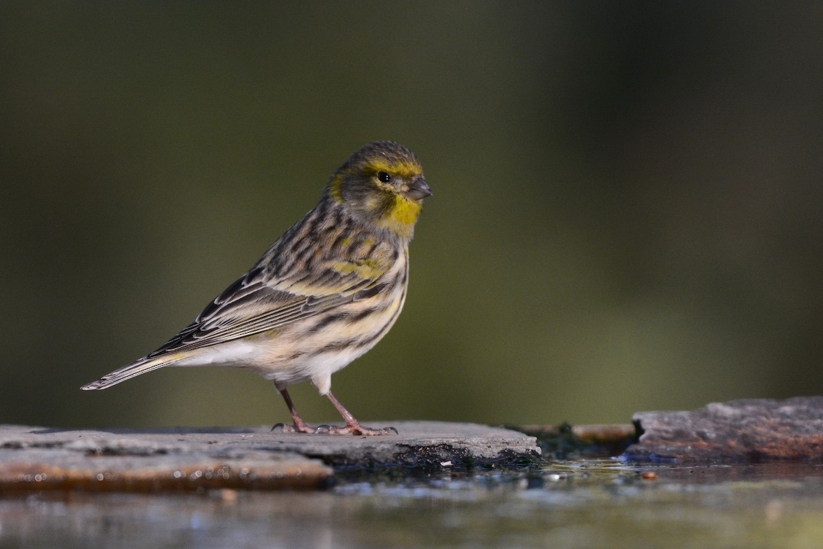 European Serin - ML645733008