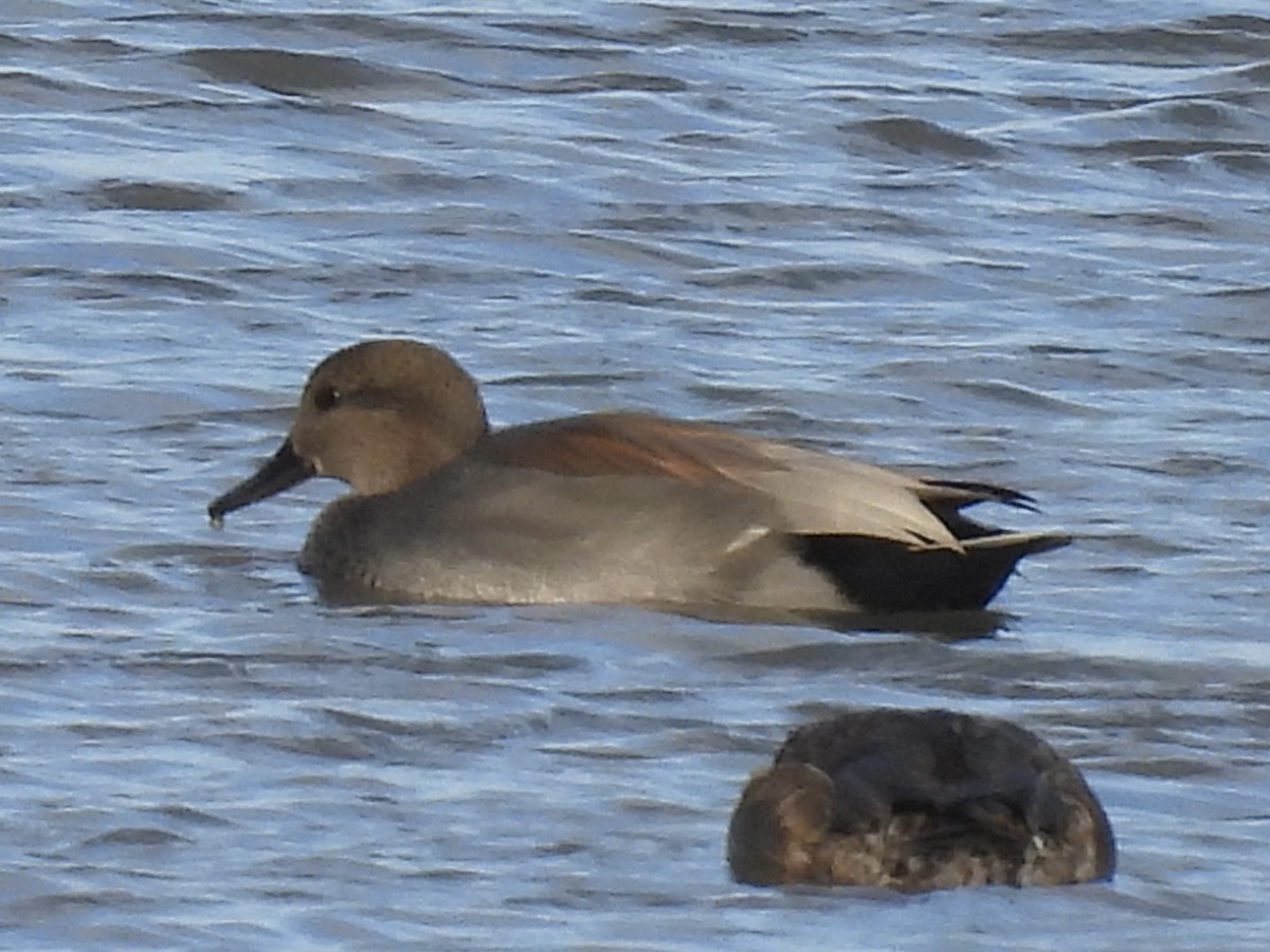 Gadwall - ML645733010